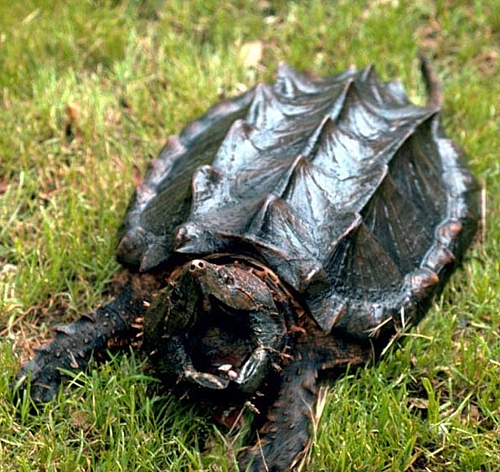 snapping-turtle.jpg