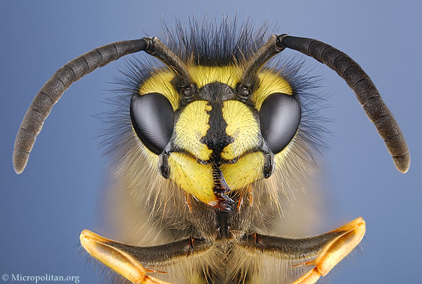 Pictures Of Wasp - Free Wasp pictures 